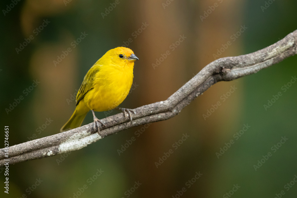 The saffron finch (Sicalis flaveola) is a tanager from South America that is common in open and semi-open areas in lowlands outside the Amazon Basin. The saffron finch (Sicalis flaveola) is a tanager from South America that is common in open and semi-open areas in lowlands outside the Amazon Basin.