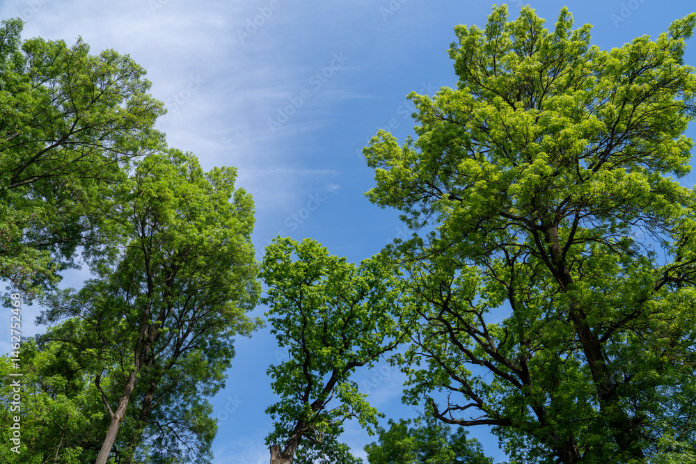 Fototapeta premium green leaves against blue sky