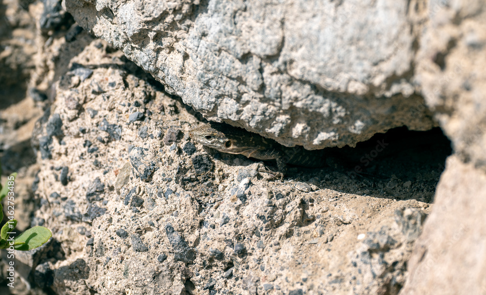 Obraz premium A lizard camouflages itself within the rocky crevices, blending seamlessly into its rugged surroundings.Puerto Rico, Gran Canaria