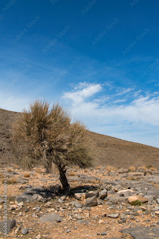 Oman, 03-06-2025: tree and desert landscape on the winding road to Jebel Al Harim (Jabal Al Harim), the highest mountain (2,087 metres), located in the Hajar Mountains range, of the Musandam Peninsula