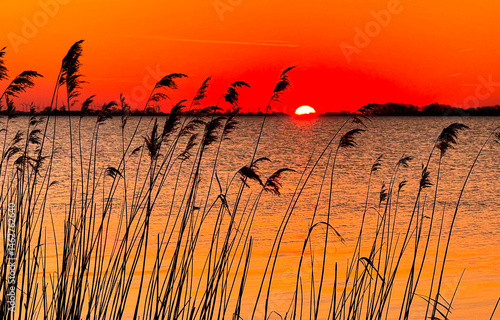 reeds at sunset. River grass at sunset
