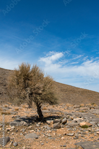 Obraz na płótnie Oman, 03-06-2025: tree and desert landscape on the winding road to Jebel Al Harim (Jabal Al Harim), the highest mountain (2,087 metres), located in the Hajar Mountains range, of the Musandam Peninsula w salonie