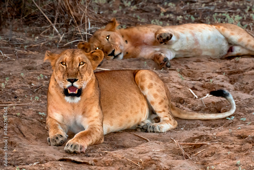 lioness and cubs