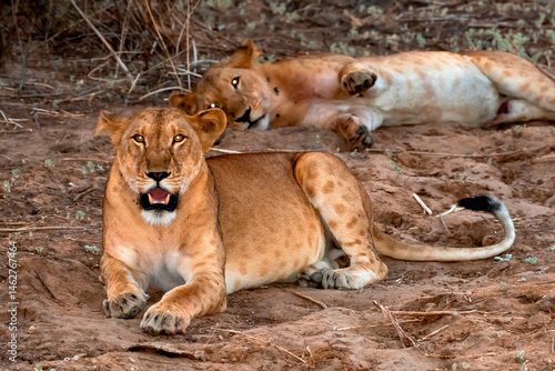 Obraz na płótnie lioness and cubs w salonie