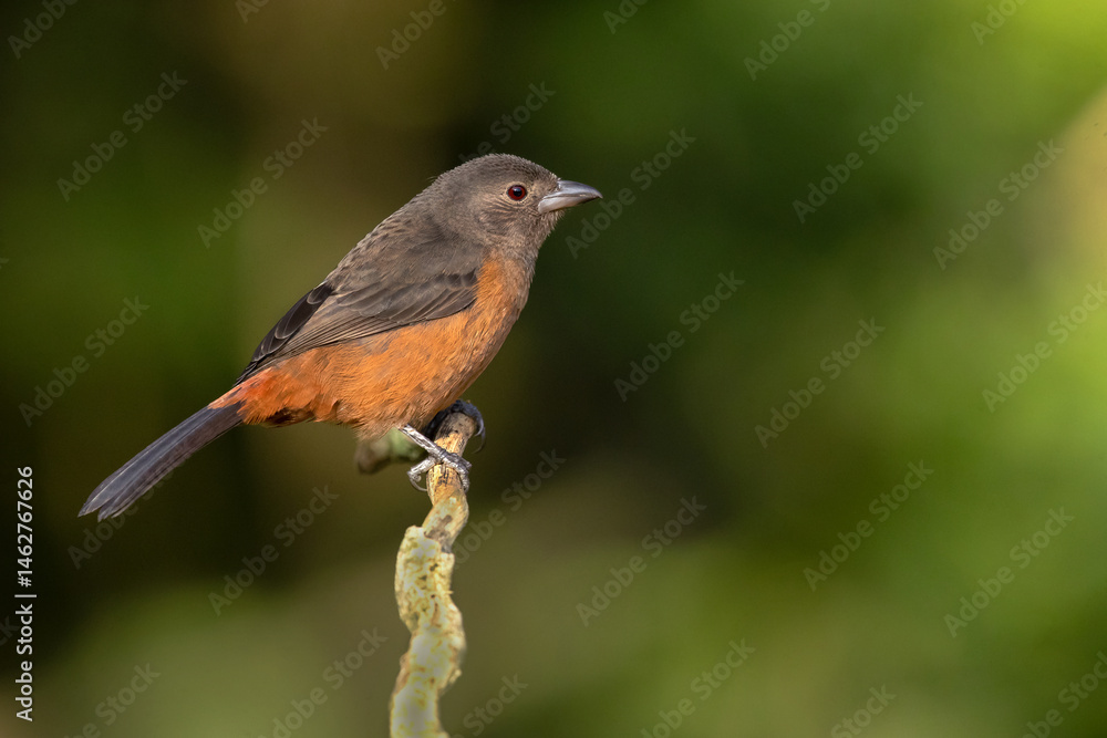 The Brazilian tanager (Ramphocelus bresilia) is a species of bird in the family Thraupidae. It is endemic to eastern Brazil and far northeastern Argentina The Brazilian tanager (Ramphocelus bresilia) is a species of bird in the family Thraupidae. It is endemic to eastern Brazil and far northeastern Argentina