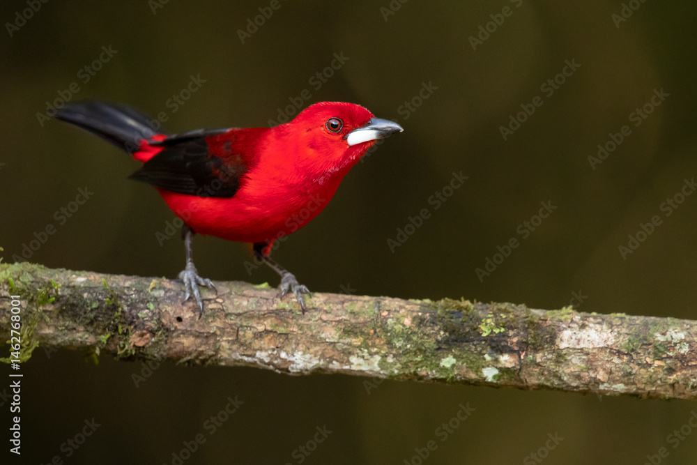 Obraz premium The Brazilian tanager (Ramphocelus bresilia) is a species of bird in the family Thraupidae. It is endemic to eastern Brazil and far northeastern Argentina