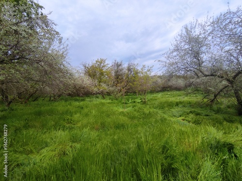 trees in the field