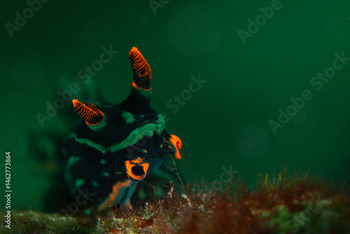 Variable Neon Slug (Nembrotha kubaryana). Underwater macro photography from Anilao, Philippines