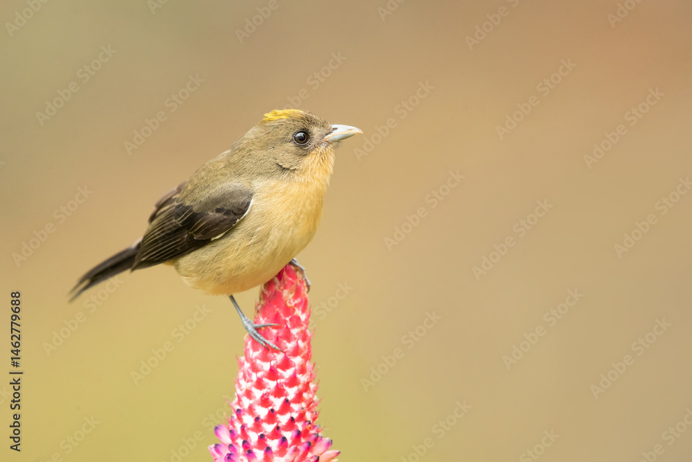 Obraz premium The black-goggled tanager (Trichothraupis melanops) is a species of bird in the family Thraupidae. It is the only member of the genus Trichothraupis