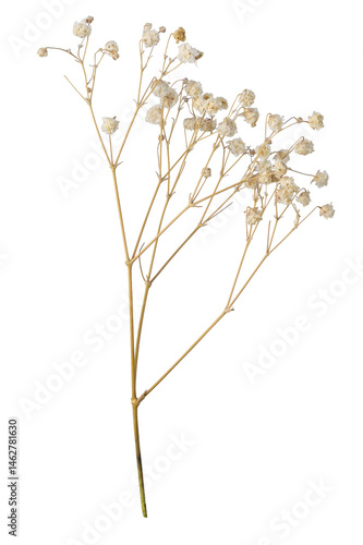outline of an isolated orange dried flower, natural and imperfect element