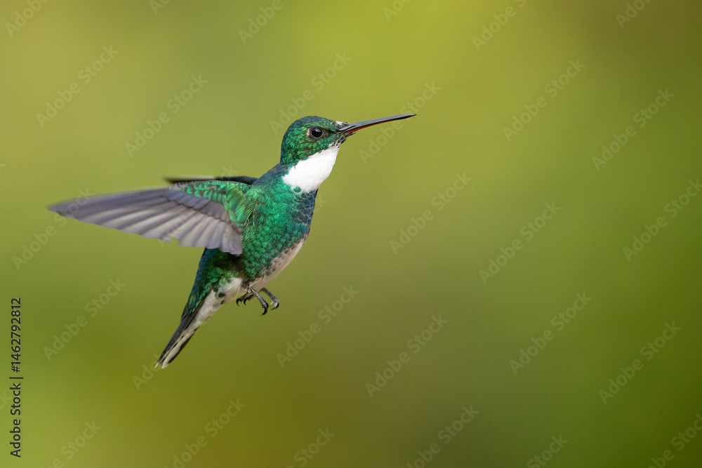 Naklejka premium The white-throated hummingbird (Leucochloris albicollis) is a species of hummingbird in the