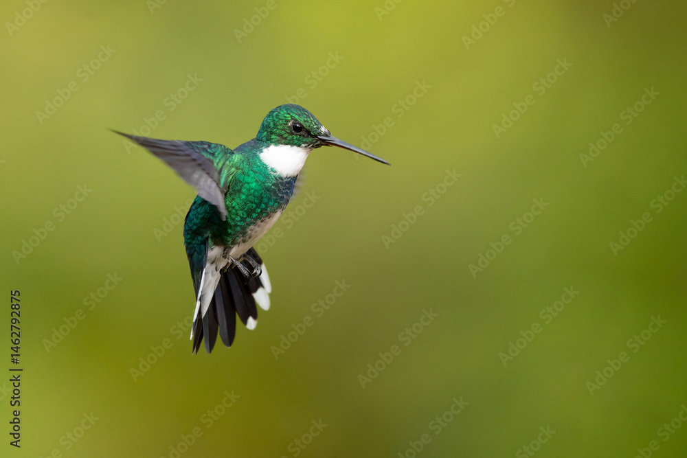 Fototapeta premium The white-throated hummingbird (Leucochloris albicollis) is a species of hummingbird in the 