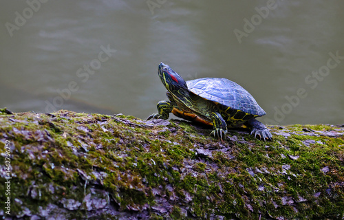 turtle on a rock