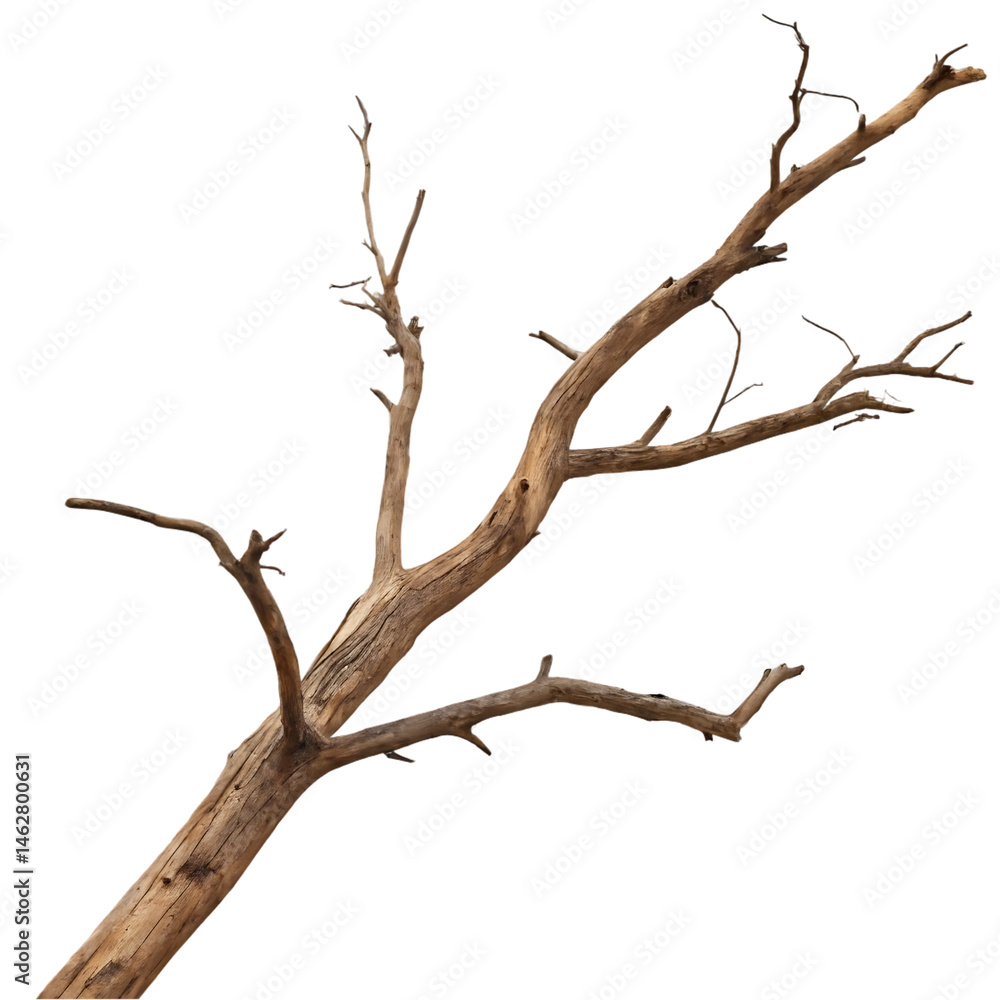 Fototapeta premium tree isolated on white background