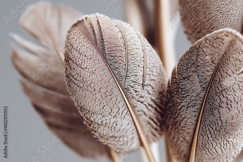 Wallpaper Mural A beautiful white and brown feather pattern forms a blurred textured background Torontodigital.ca