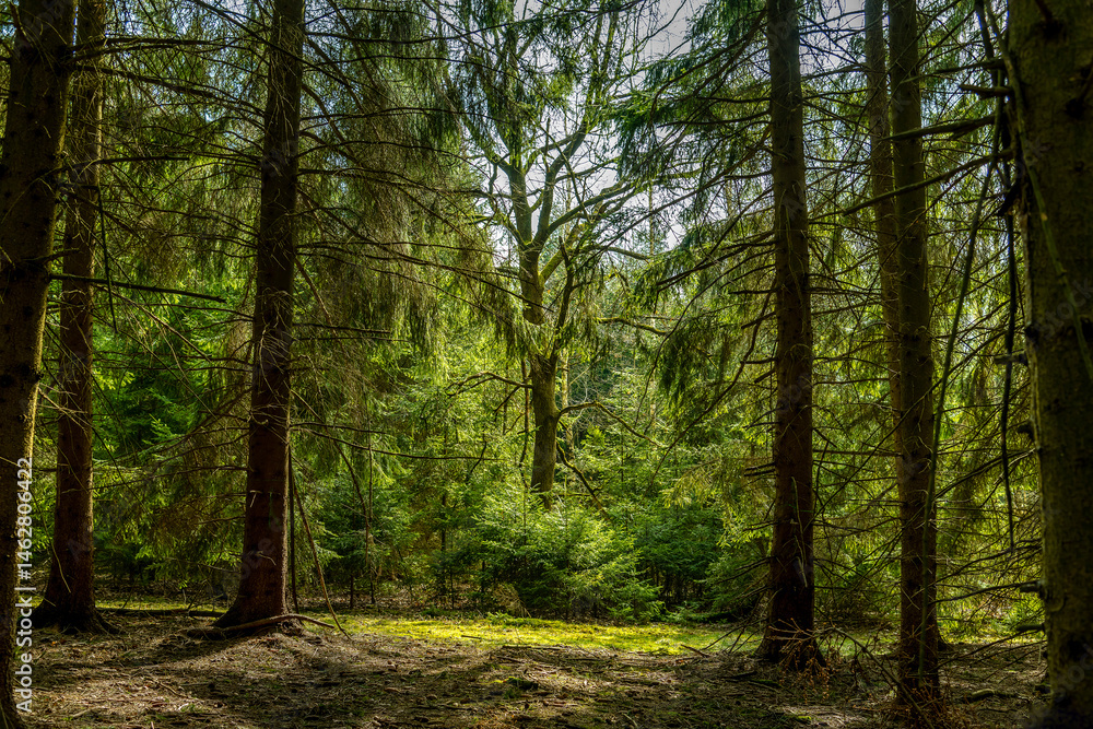 trees in the forest trees in the forest