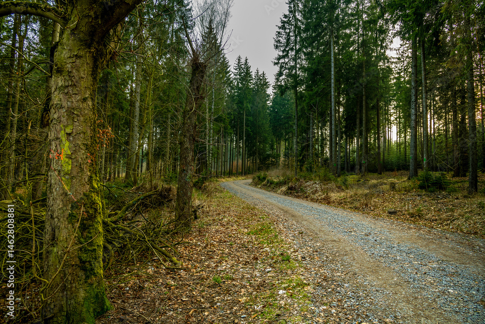 Fototapeta premium road in the woods