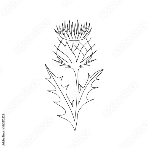 Minimalist single line art depiction of a thistle plant ideal for scottish and botanical designs in a vector format
