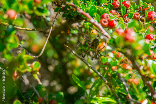 Spider weaving web among green foliage.