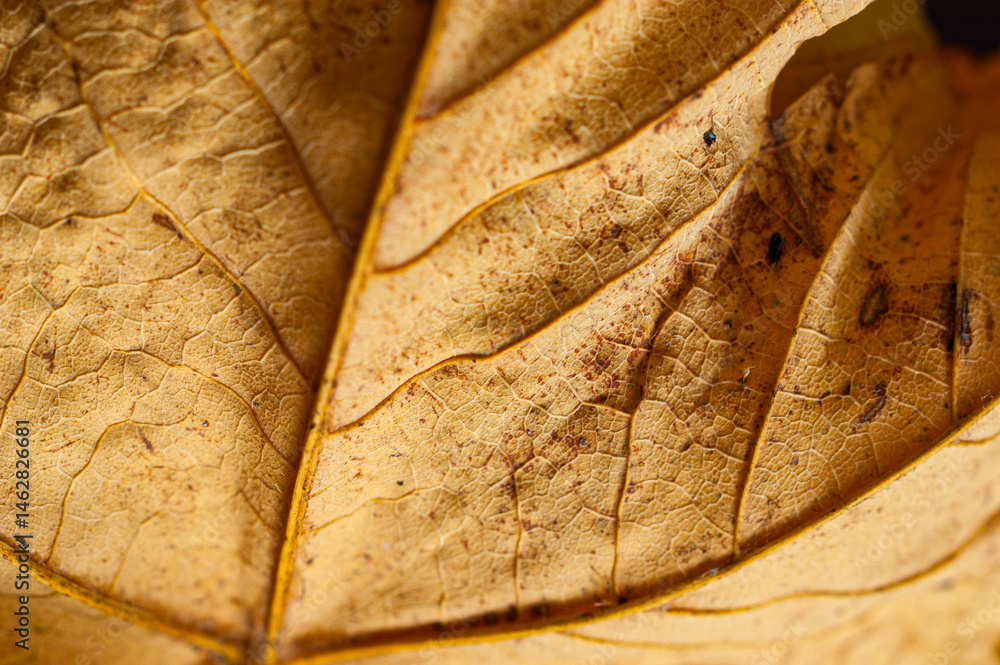 Crisp dried leaf with vein patterns.