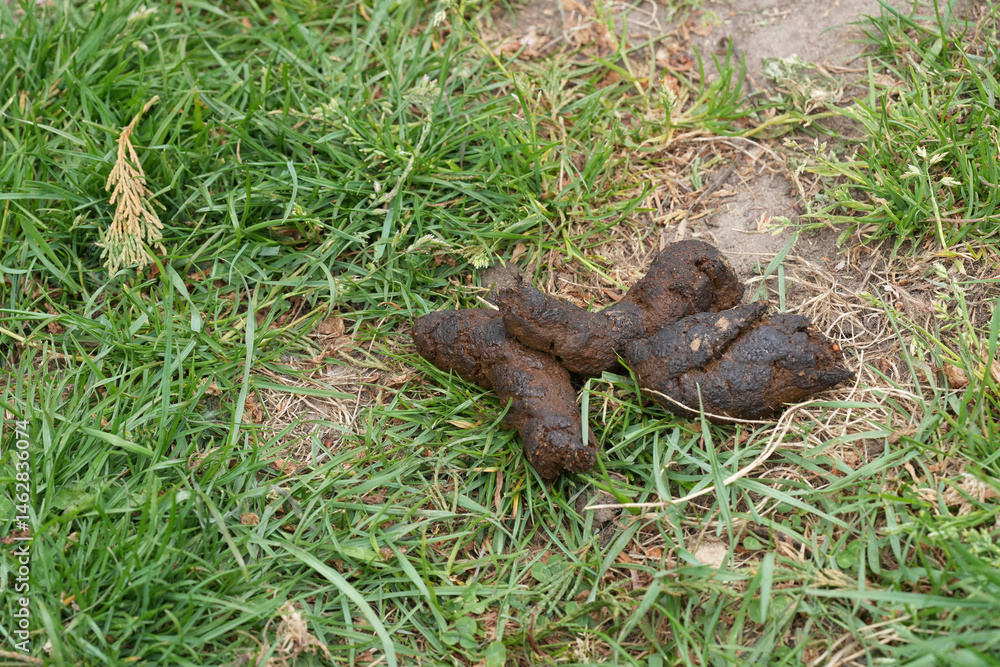 Pile of dog excrement in grass. Stepping carefully to avoid an unpleasant surprise on a sunny day. Pile of dog excrement in grass. Stepping carefully to avoid an unpleasant surprise on a sunny day.