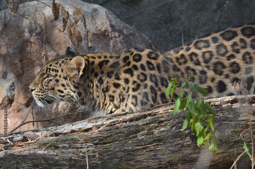 Obraz premium Profile Closeup Of A Female Amur Leopard Positioned Behind A Large Log