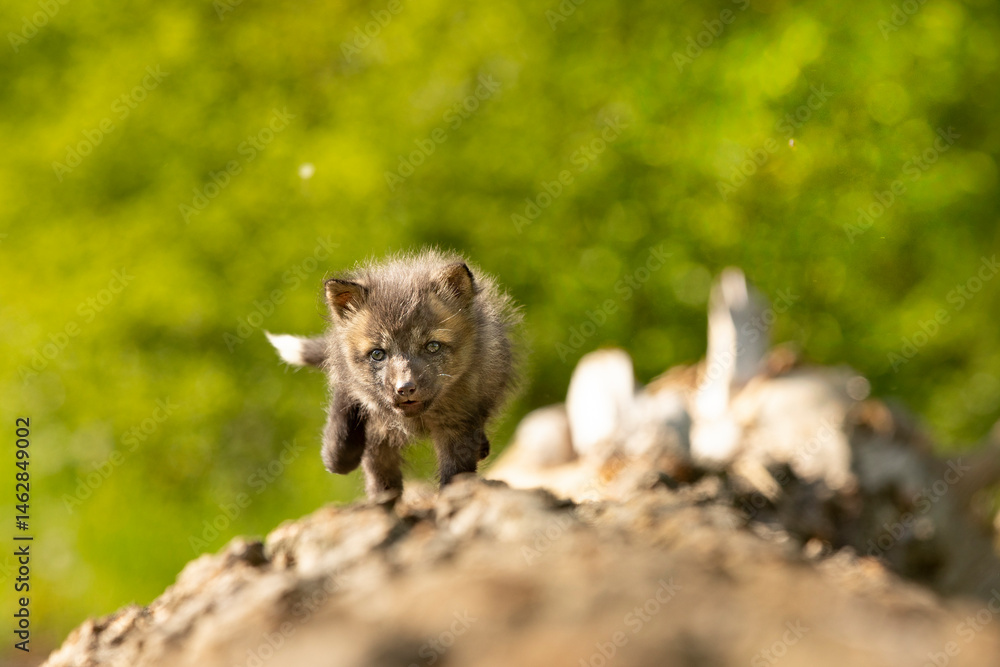 Red fox cub. Vulpes vulpes. European wildlife. Very young cute red fox cub on fallen log. Young fox exploring the world.