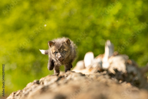 Obraz na płótnie Red fox cub. Vulpes vulpes. European wildlife. Very young cute red fox cub on fallen log. Young fox exploring the world. w salonie