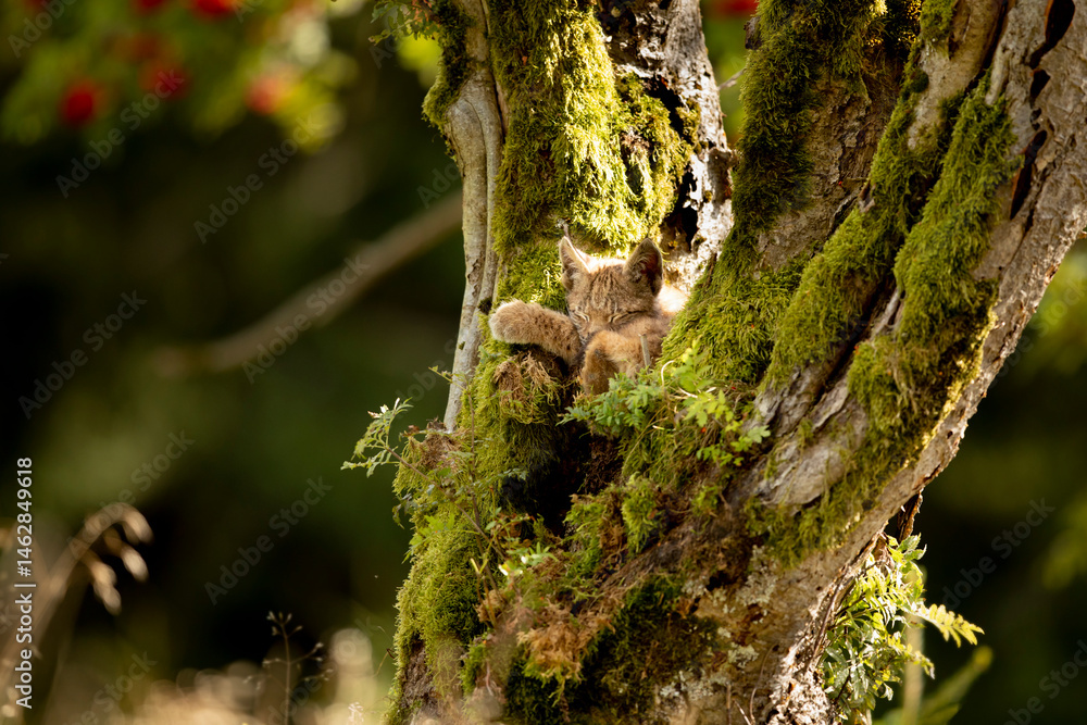 Eurasia lynx (Lynx lynx) kitten playing on messed tree in sunny autumn day, Czech republic