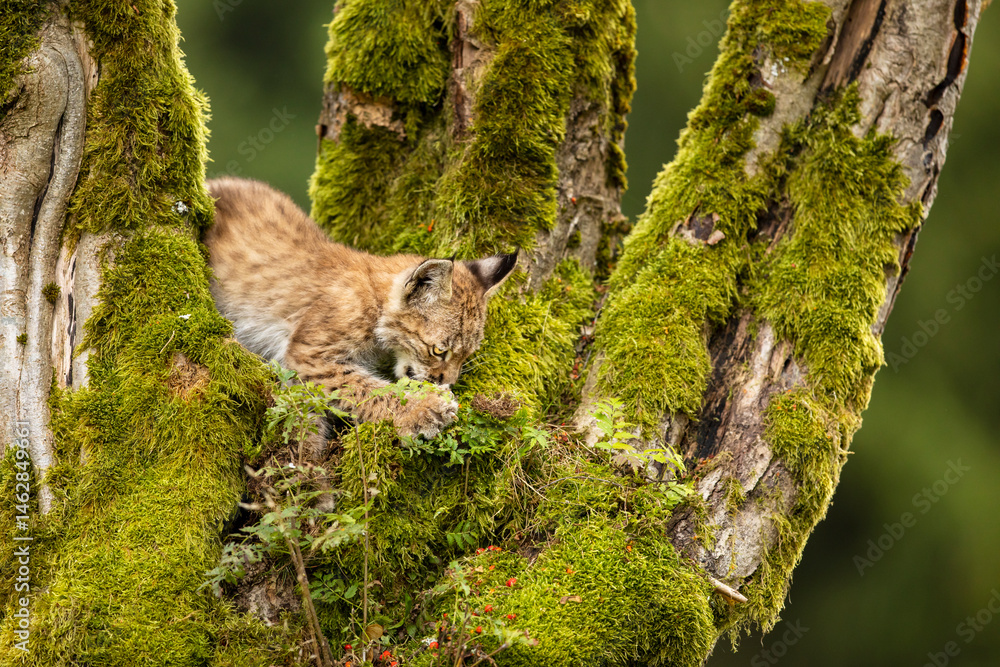 Eurasia lynx (Lynx lynx) kitten playing on messed tree in sunny autumn day, Czech republic