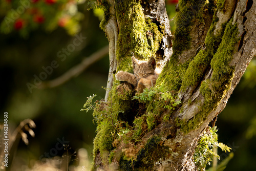 Obraz na płótnie Eurasia lynx (Lynx lynx) kitten playing on messed tree in sunny autumn day, Czech republic w salonie