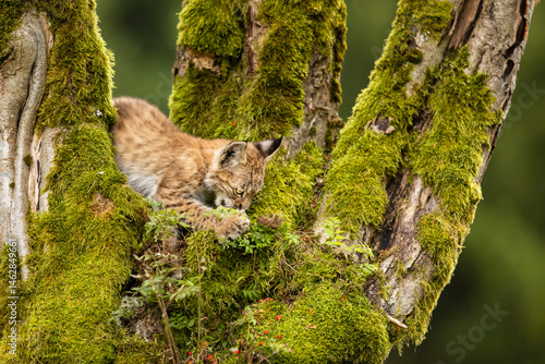 Obraz na płótnie Eurasia lynx (Lynx lynx) kitten playing on messed tree in sunny autumn day, Czech republic w salonie