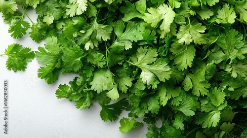Fresh cilantro leaves on white background.