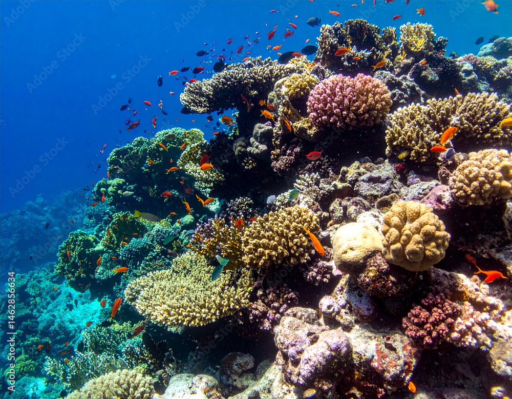 Fototapeta premium Colorful coral reefs teeming with vibrant fish and marine life, highlighting the underwater biodiversity of the Maldivian archipelago.
