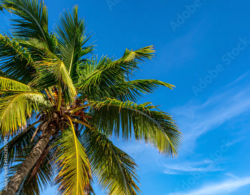 Wallpaper Mural Close-up of a Maldivian coconut palm tree with its fronds gently swaying against a clear blue sky. Torontodigital.ca