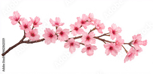 Wallpaper Mural Delicate pink cherry blossoms adorn a slender branch against a bright white background in sptime season. Torontodigital.ca