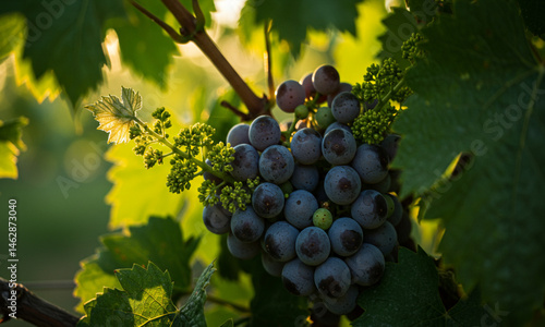 Sun-Kissed Grapes Hanging from the Vine


