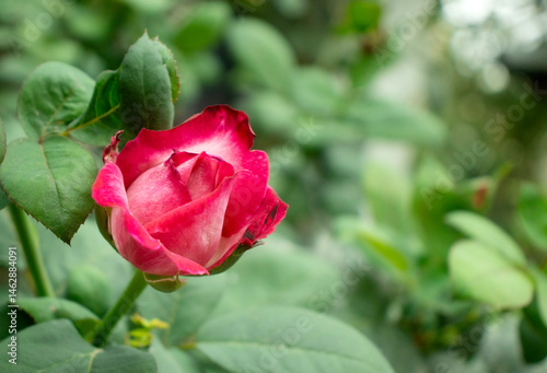 Wallpaper Mural pink rose in garden Torontodigital.ca