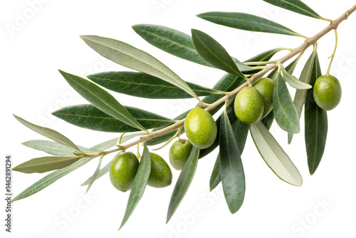 Wallpaper Mural Olive branch with ripe green olives and lush leaves, symbol of peace and natural abundance Torontodigital.ca