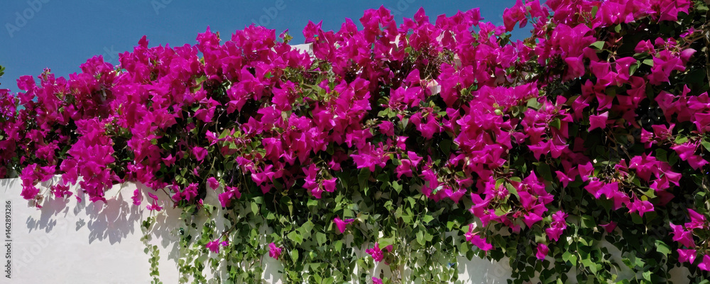 Obraz premium A bunch of vibrant purple flowers grows out of a clean white wall, ideal for decorating or illustration