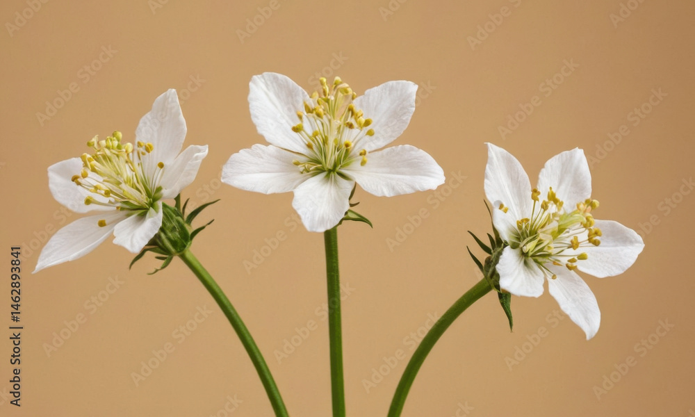 Fototapeta premium Three white flowers in a vase on a table