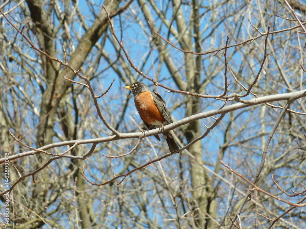 American Robin in the branches - Merle d'amérique dans les branchages American Robin in the branches - Merle d'amérique dans les branchages
