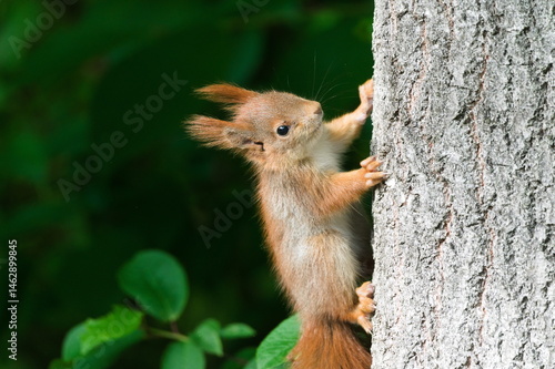 Cute little baby Sciurus vulgaris aka european red squirrel on the tree. 