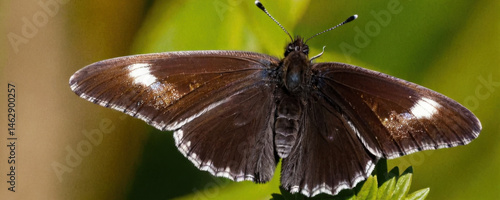 A butterfly sits on a leaf, showcasing its colorful wings