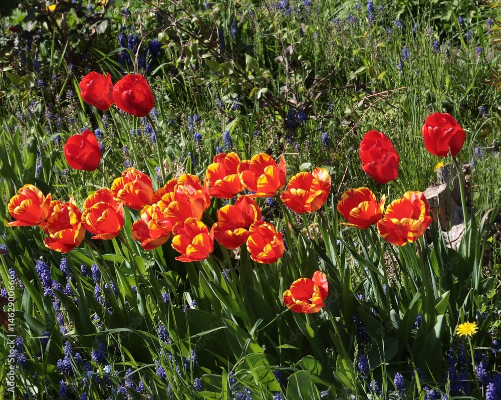 Obraz premium various,colorful tulips in a garden at spring