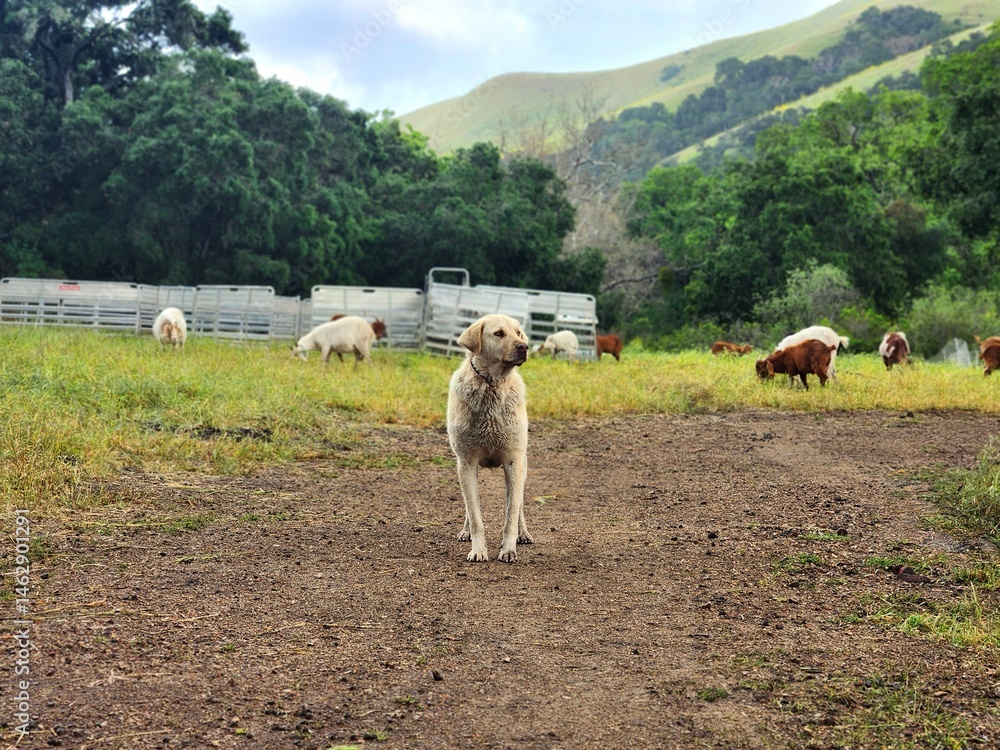 Obraz premium Livestock guardian dog