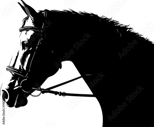 illustration of horse head with bridle