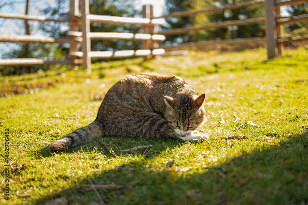 Cute tabby cat relaxing on sunny grass in warm afternoon light. Peaceful domestic pet enjoying nature outdoors. Fluffy feline portrait with calm expression