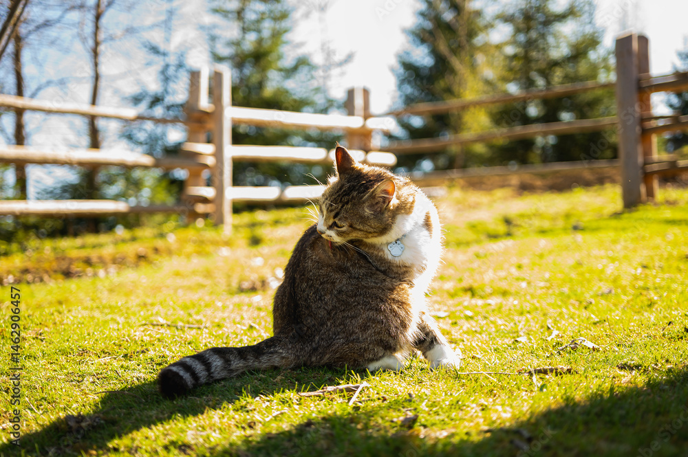 Cute tabby cat relaxing on sunny grass in warm afternoon light. Peaceful domestic pet enjoying nature outdoors. Fluffy feline portrait with calm expression