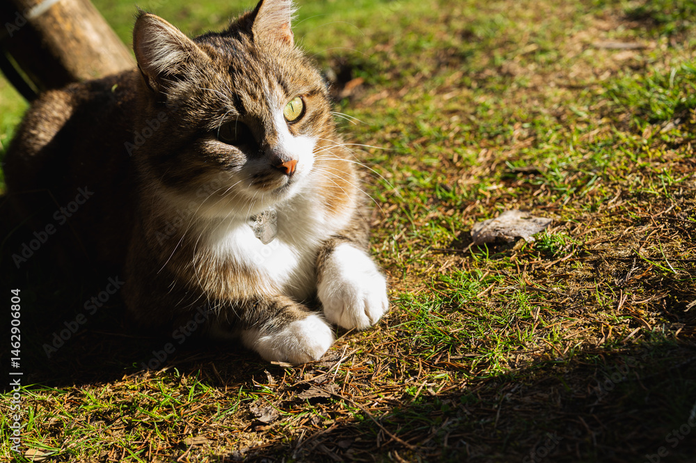 Cute tabby cat relaxing on sunny grass in warm afternoon light. Peaceful domestic pet enjoying nature outdoors. Fluffy feline portrait with calm expression